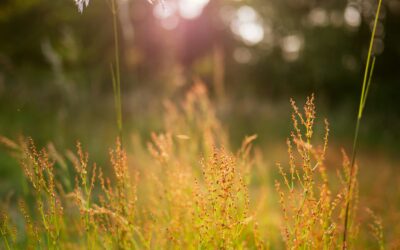 What is the difference between Gender Decoder and Textmetrics?